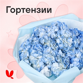Гортензии